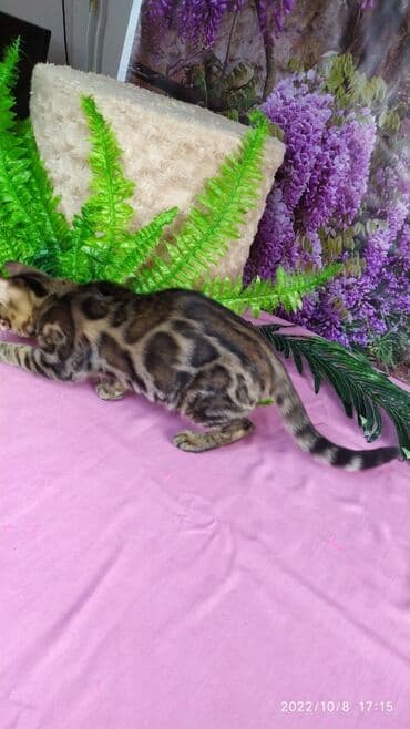 новорожденные котята: Бенгальские Детки .проф питомник Бен Гла Мур. предлагает Девочек и — 29