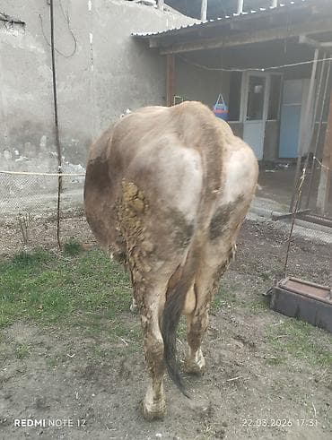 куплю корову на мясо: Продаю | Корова (самка) | На забой | Не стельные — 4