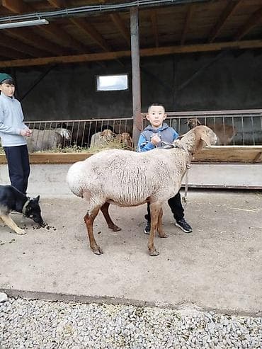 брама изабелла: Продаю | Овца (самка) | Для разведения | Матка — 2