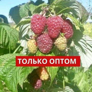 сколько стоит шланг для капельного полива: Капельная лента 1 метр -1,75 сом Капельное орошение!#Капельная — 7
