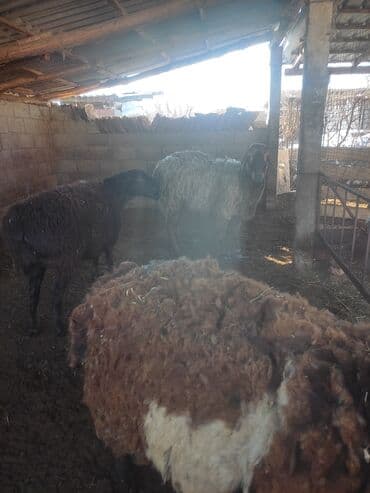 мальки рыб: Продаю | Овца (самка) | Полукровка | Для разведения | Матка — 3