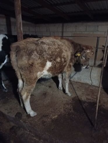 купить собаку бишкек: Продаю | Тёлка | Полукровка | На откорм | Привязанные — 3