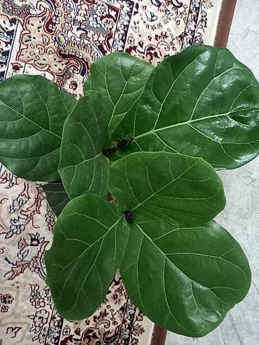 лист контейнера: Фикус лирата (Ficus lyrata), компактная форма. - Эффектные крупные — 1