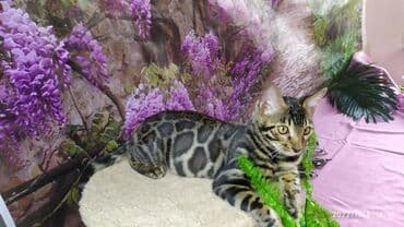 новорожденные котята: Бенгальские Детки .проф питомник Бен Гла Мур. предлагает Девочек и — 2