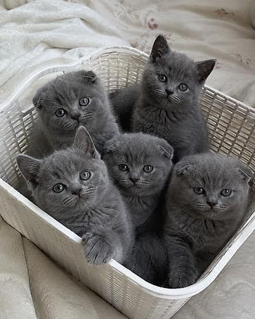 Шотландские вислоухие котята (Scottish Fold), окрас голубой (blue). -