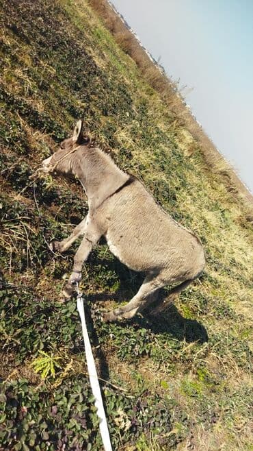 купить измельчитель травы и сена: Осёл (домашний) рабочий - Порода: мелкий серый осёл - Масть: серая с — 3