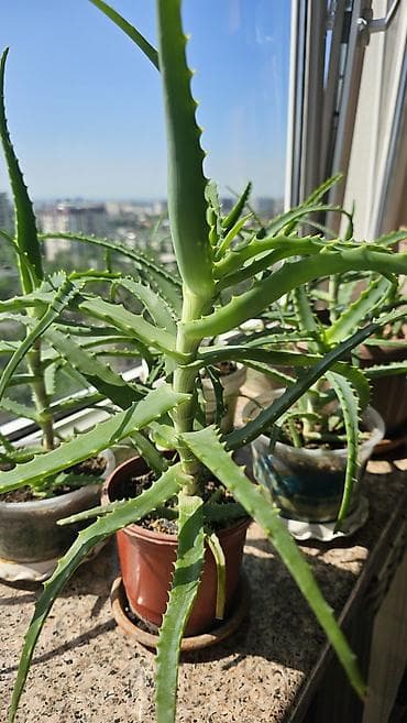 купить алоэ 5 лет: Целебный алоэ (3 года). Домашние суккуленты с мясистыми, зубчатыми по — 3