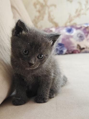 серые котята: Котята домашние, короткошёрстные. - Окрас: один сплошной серый — 2
