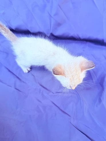 cat sofa: Кошка даром: Сиамская, 2 месяца, Мальчик, Метис — 8