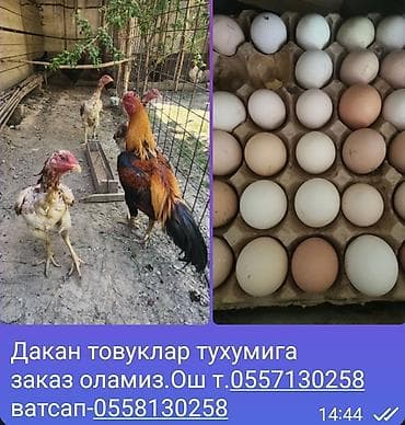 куриные крылья: Инкубационные яйца и племенная птица.принимаем заказы на куриные — 1