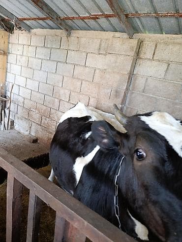 в связи с переездом отдам попугая жако в добрые руки: Продаю | Музоо, торпок | Привязанные — 1