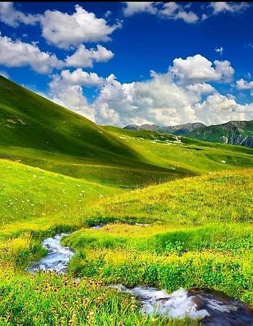 Коровы, быки: Продаю | Овца (самка) — 4