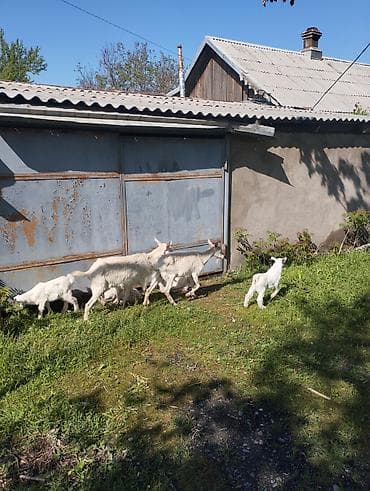 парода эчки: Продаю | Коза (самка) | Зааненская | Для разведения | Племенные — 3