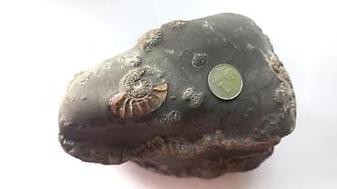 дизель часы: Окаменелость с аммонитами в конкреции - Натуральная каменная — 3