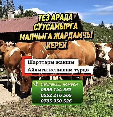 верблюжий: Требуется Скотник, Оплата: Сдельная, Обучение — 1