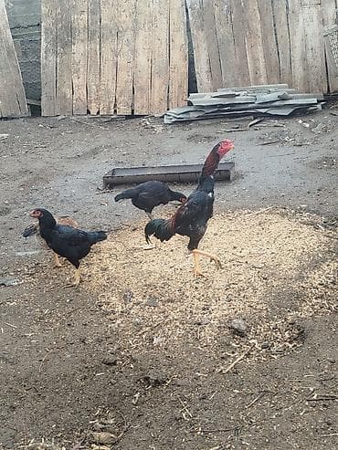 Аквариумдар: Сатам | Короздор | Тебиштирүүчү | Көбөйтүү үчүн — 5