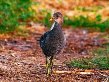 фотоапарат 6d: Canon 60d + 18-135 flash card 16gb зарядное устройство, сумка, батарея — 3