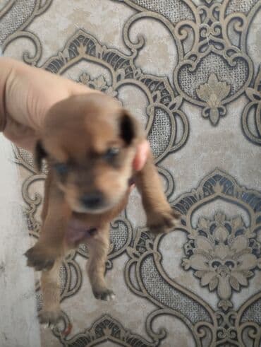 сколько стоит кролик домашний: Той-терьер, 1 месяц, Самец — 5