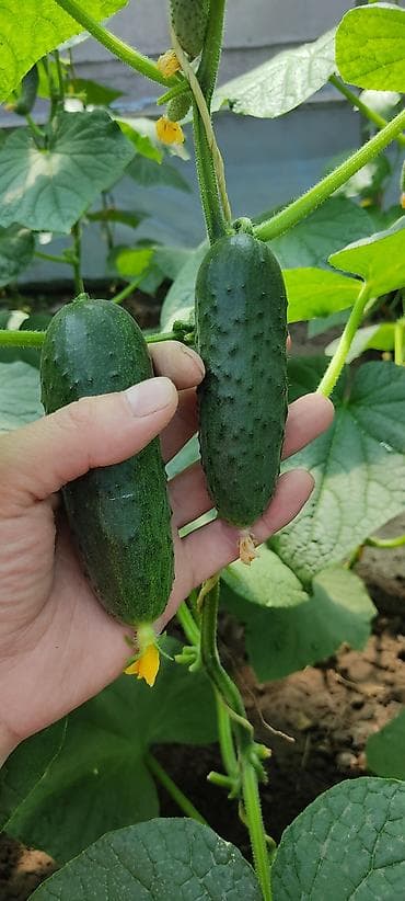 огурцы корнишоны: Огурцы — 4