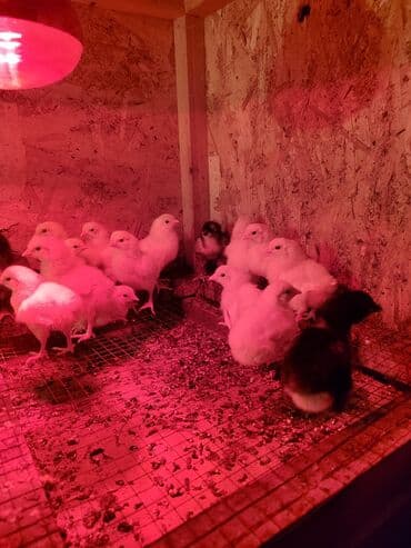 дом для кур: Продаю | Цыплята, Инкубационные яйца | Леггорн | Для разведения, Несушки — 9