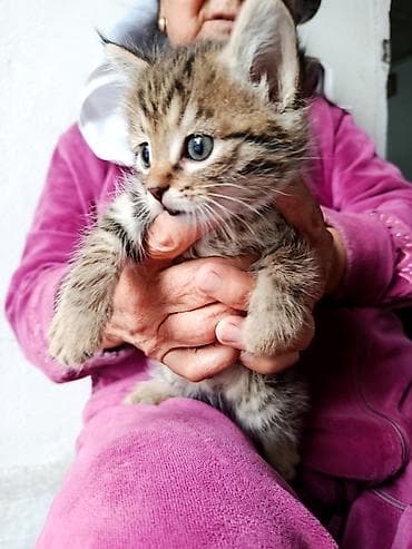 малинкий кошка: Котята, пушистые тигрята с белыми «носочками» и мягкими лапками — 5