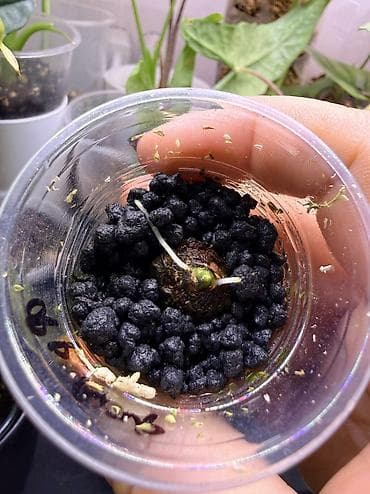 луковицы лилий: 1. Клубень алоказии псевдосандерианы вар 2. Клубни алоказии Пинк — 6