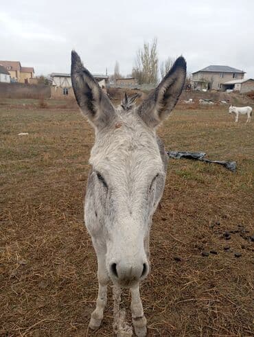 седло для осла: Осёл (серый, короткошёрстный) - Порода/тип: домашний осёл, масть — 3