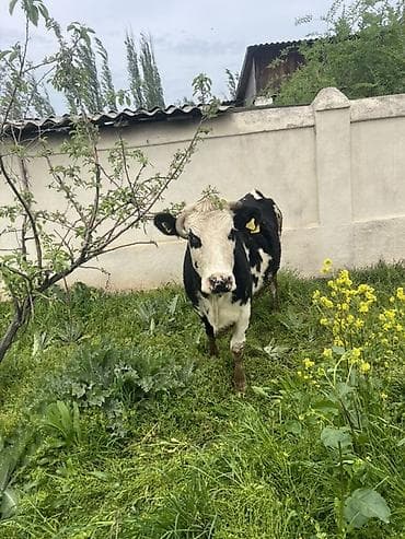 пародистые каровы: Продаю | Корова (самка) | Полукровка | На откорм — 4