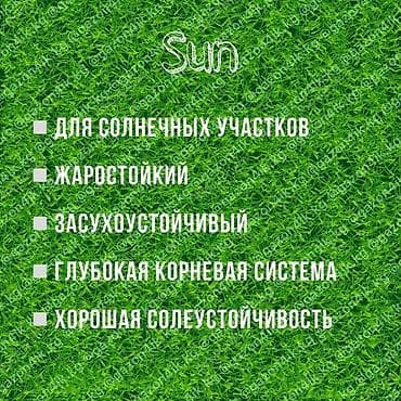 купить газону траву: Газон чөбү DLF (SUN — тыгыз, кооз газон үчүн сапаттуу уруктар. Күн — 10