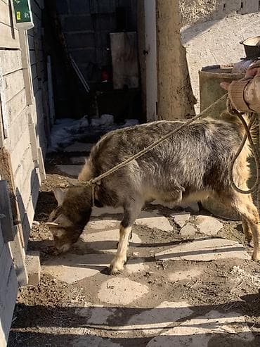 уй животных: Продаю | Козёл (самец) | Для разведения — 3