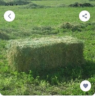 Сено в тюках прямоугольной формы. - Заготовлено на луговом