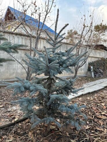 Бакча инвентары: Көчөттөр дарактардын: Карагайлар — 2