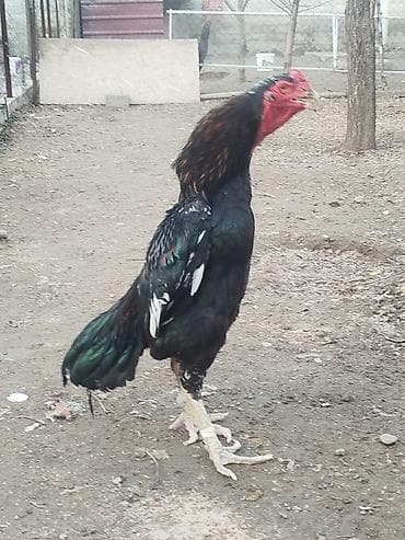 сено в токмоке: Продаю | Куры — 3