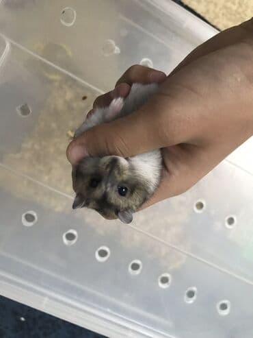 отдам в хорошие руки породистого щенка: Продаю хомяков джунгарских, остались только 2, один малчьчик, одна — 3