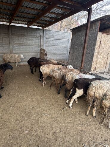 в связи с переездом отдам попугая жако в добрые руки: Продаю | Овца (самка) | Полукровка | Для разведения | Матка — 4