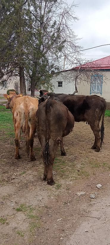 продаю конь: Продаю | Тёлка | Для разведения | Привязанные — 4