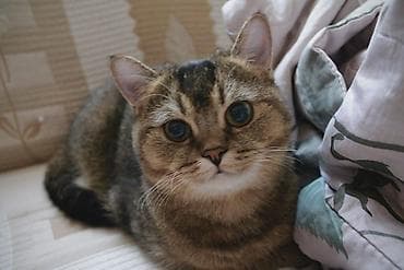 норвежский лес: Кошка даром: Скотиш Страйт (Шотландская прямоухая), 1 год, Мальчик, Приучена к лотку — 3