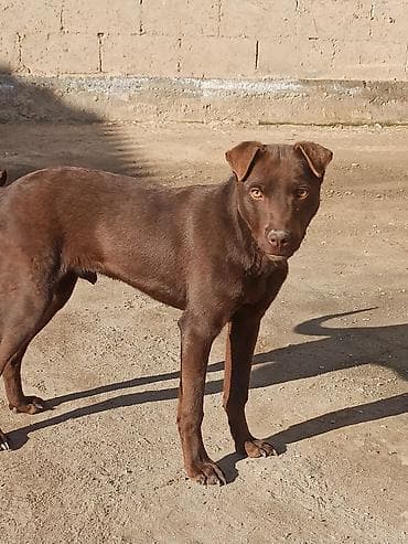 кубинский питбуль купить: Питбуль, 4 месяца, Самец — 1
