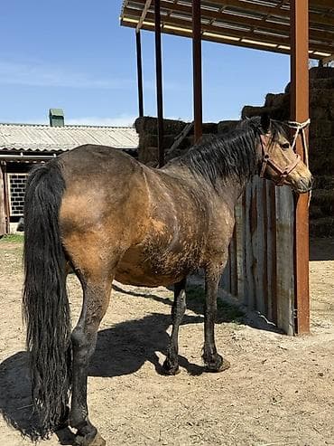 конь: Продаю | Кобыла (самка) | Для разведения | Племенные — 3