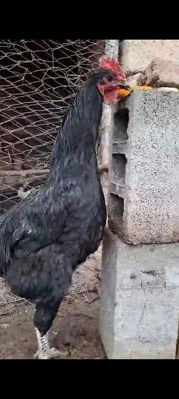 заказ рыбы: Продаю | Петух | Для разведения — 5