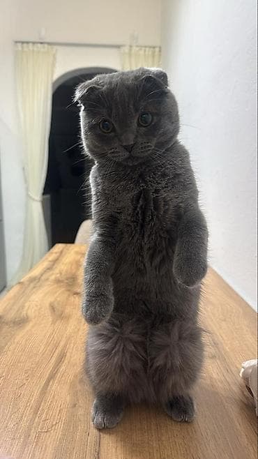 купить кошки: Продаётся очень красивый вислоухий котик (шотландская порода) 🐾 С — 2