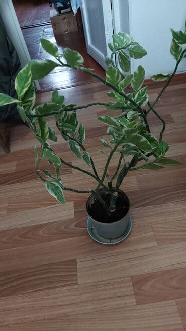 другие комнатные растения: ПЕДИЛАНТУС - комнатный цветок . Высота вместе с горшком 65 см — 1