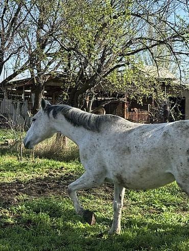 цена лошади: Продаю | Кобыла (самка) | Конный спорт — 5