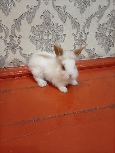 миска для кота: Мини-крольчонок декоративный - Порода: карликовый (пушистый тип — 6