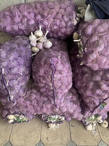 Продукты питания: Чеснок Оптом, Самовывоз, Платная доставка — 1