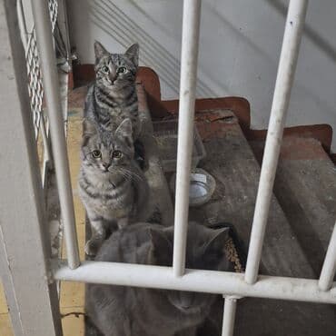 сколько стоит кошка породы мейн кун: Кошка даром: Беспородная, 3 месяца, Девочка — 1