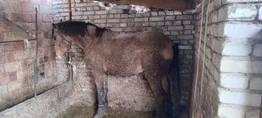 Иттер: Сатам | Байтал | Дончак | Союуга | Мерин — 2