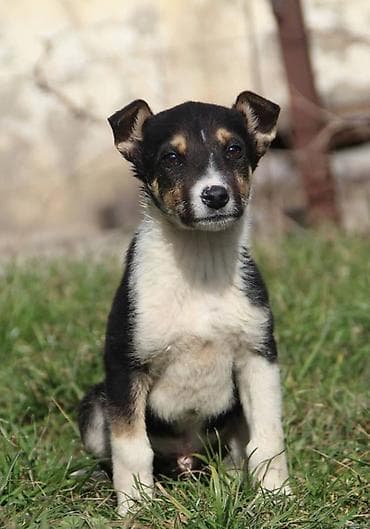 Продажа собак: Собака даром: Дворняжка, 4 месяца, Самец — 4