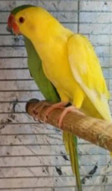 где купить инкубационное яйцо породистых кур: Ожиреловые попугаи хорошо учатся говорить и приручаются к рукам. А так — 8