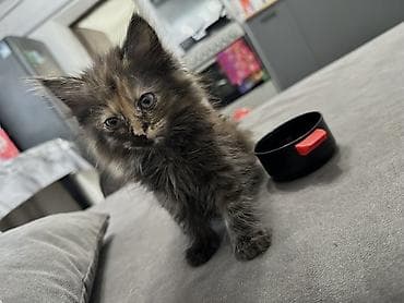 scottish fold: Отдаем бесплатно котят 2 мес черная девочка серый мальчик ❤️ в — 1